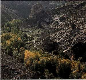 pelegrina.jpg (21966 bytes)
